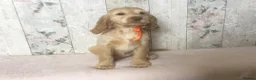 Cocker Spaniel dogs for sale: KC reg Cocker pups - Advert 14