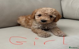 Toy Poodle dogs for sale: Toy poodles puppies - Image 7