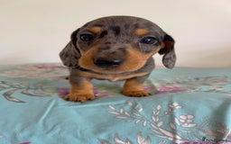 Miniature Dachshund dogs for sale: Miniature Dachshund Puppies  - Image 14