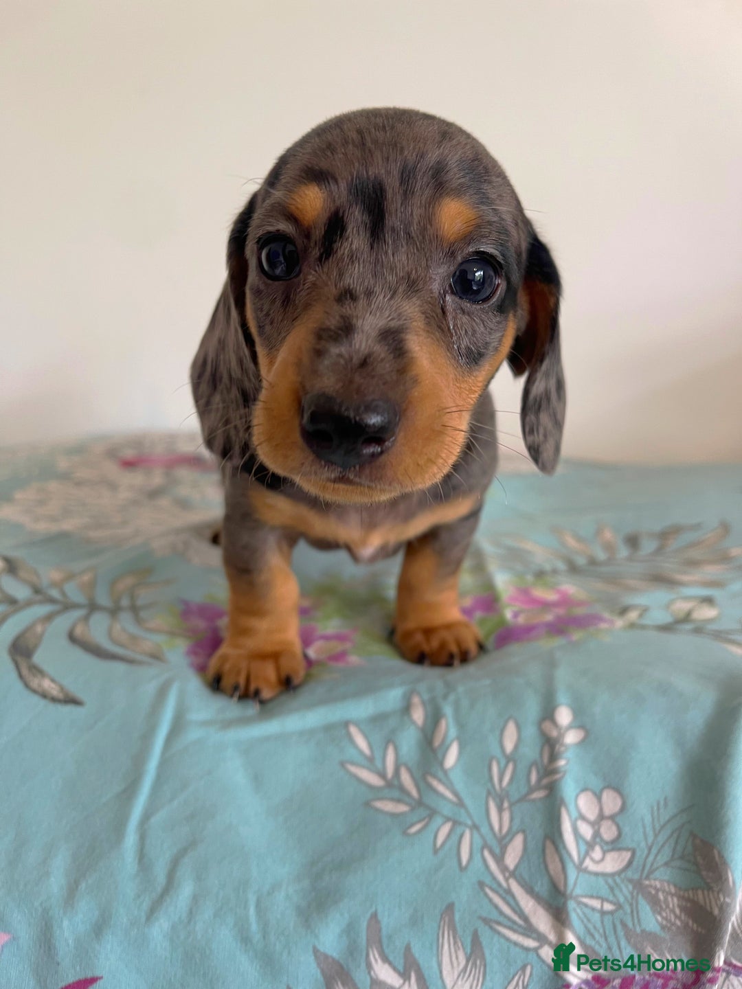 Miniature Dachshund dogs for sale: Miniature Dachshund Puppies  - Image 14
