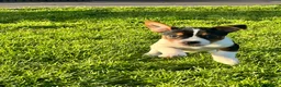 Jack Russell dogs for sale: Jack Russell puppies  - Advert 10