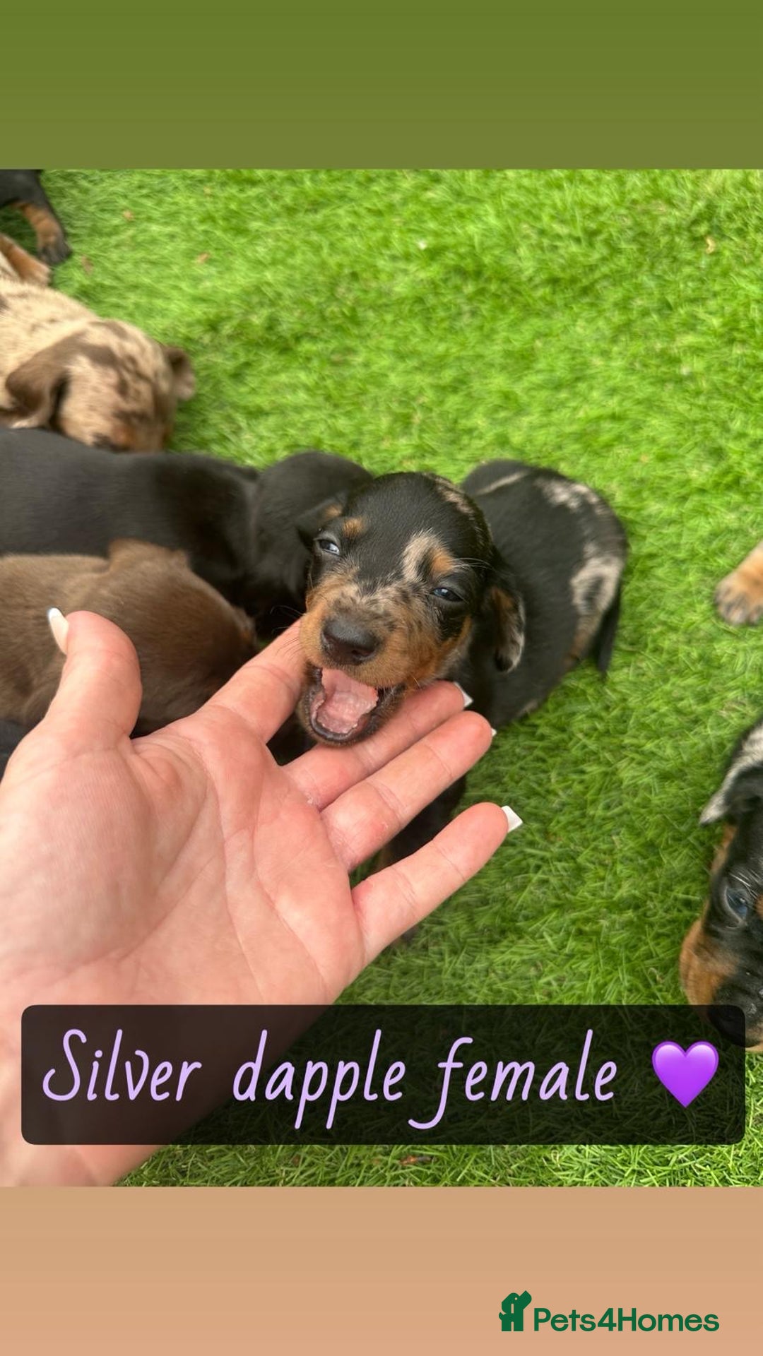 Miniature Dachshund dogs for sale: 🐾 Miniature Dachshund Puppies for Sale  🐾 - Image 5