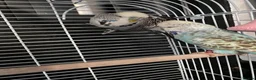 Budgerigars birds for sale: Two beautiful young budgies plus cage free  - Advert 3