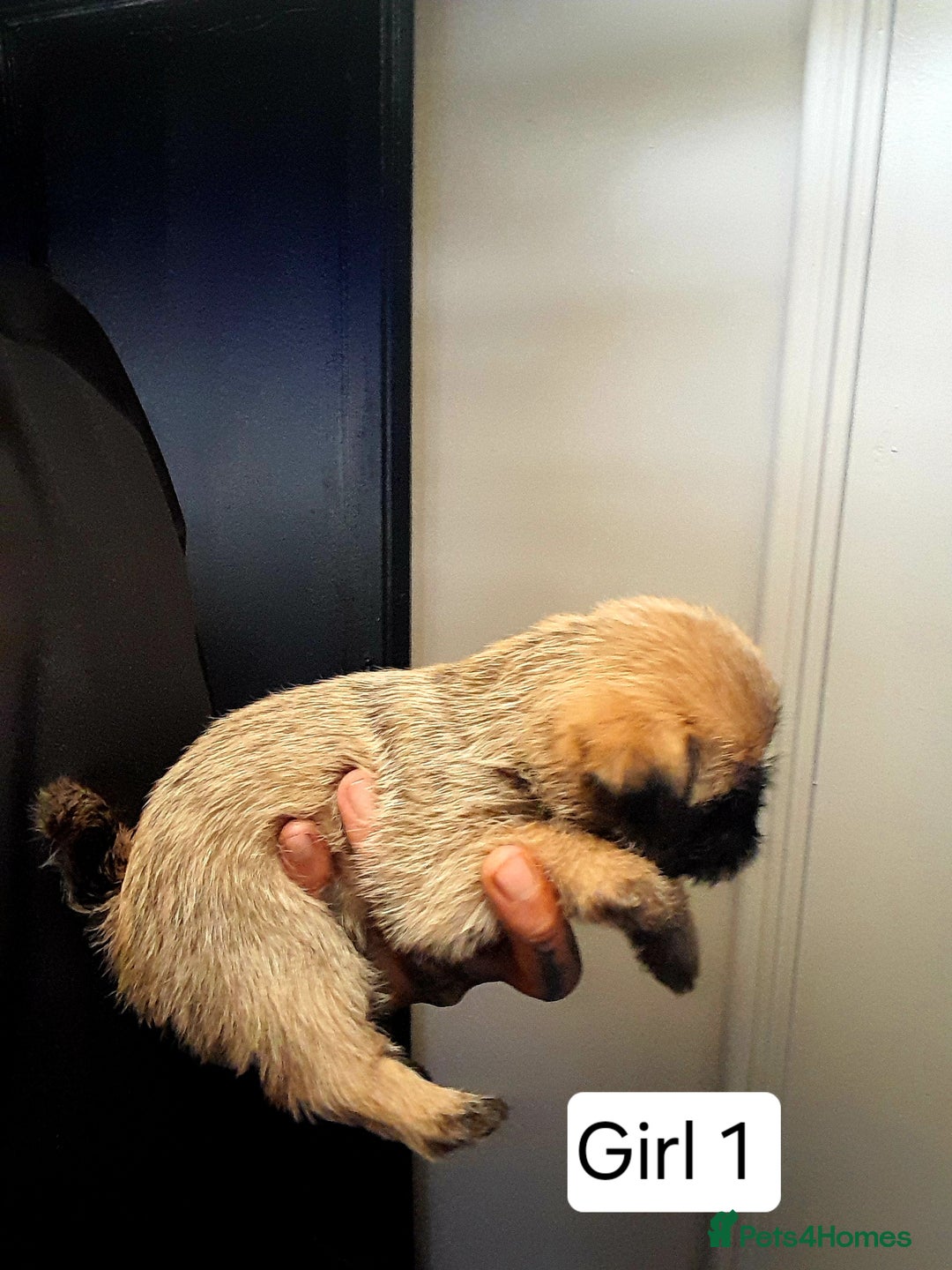 Mixed Breed dogs for sale: Pugzu puppies  - Image 2