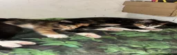 Mixed Breed cats for sale: Velvet kisses  - Advert 2
