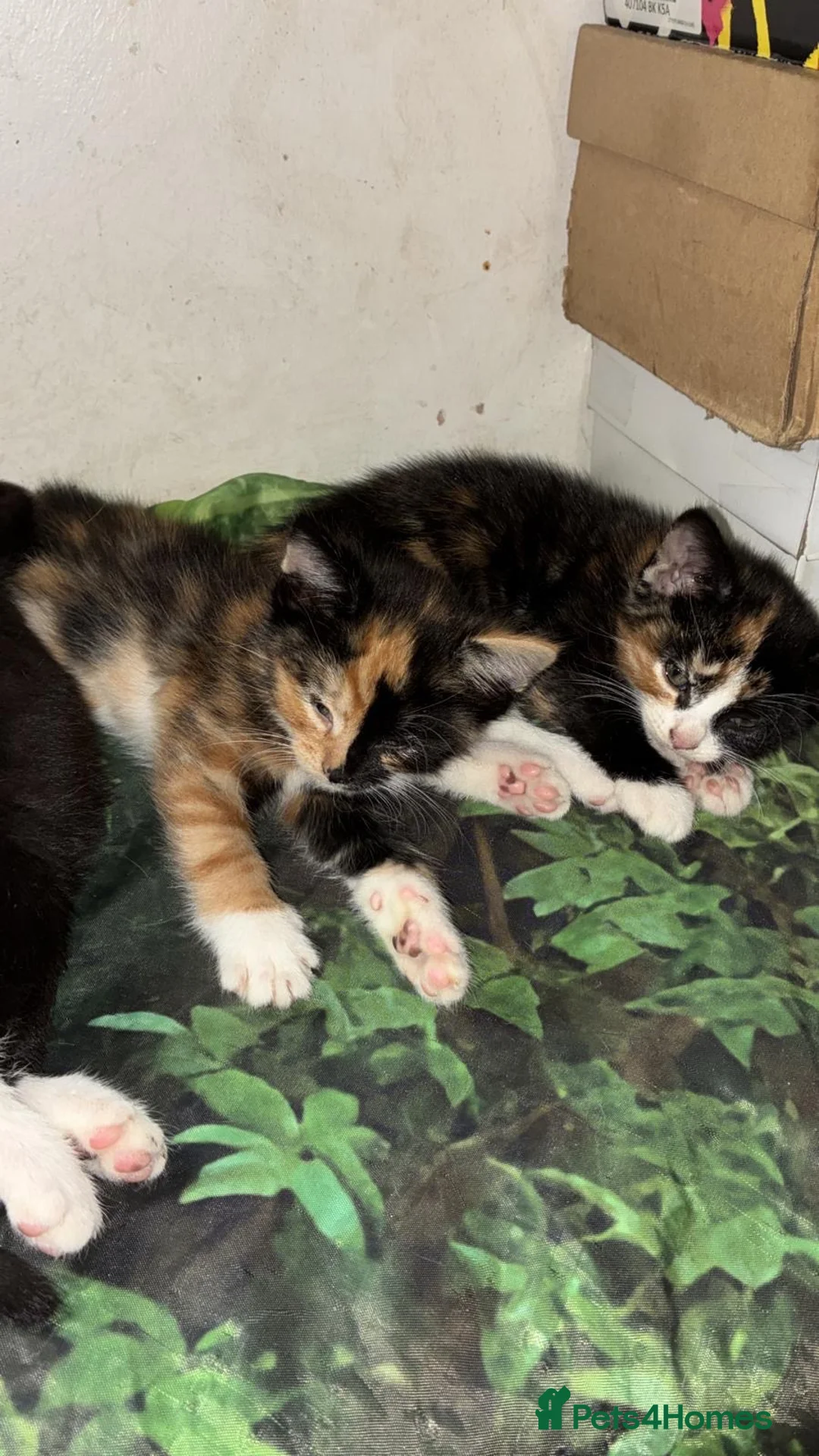 Mixed Breed cats for sale: Velvet kisses  - Advert 2