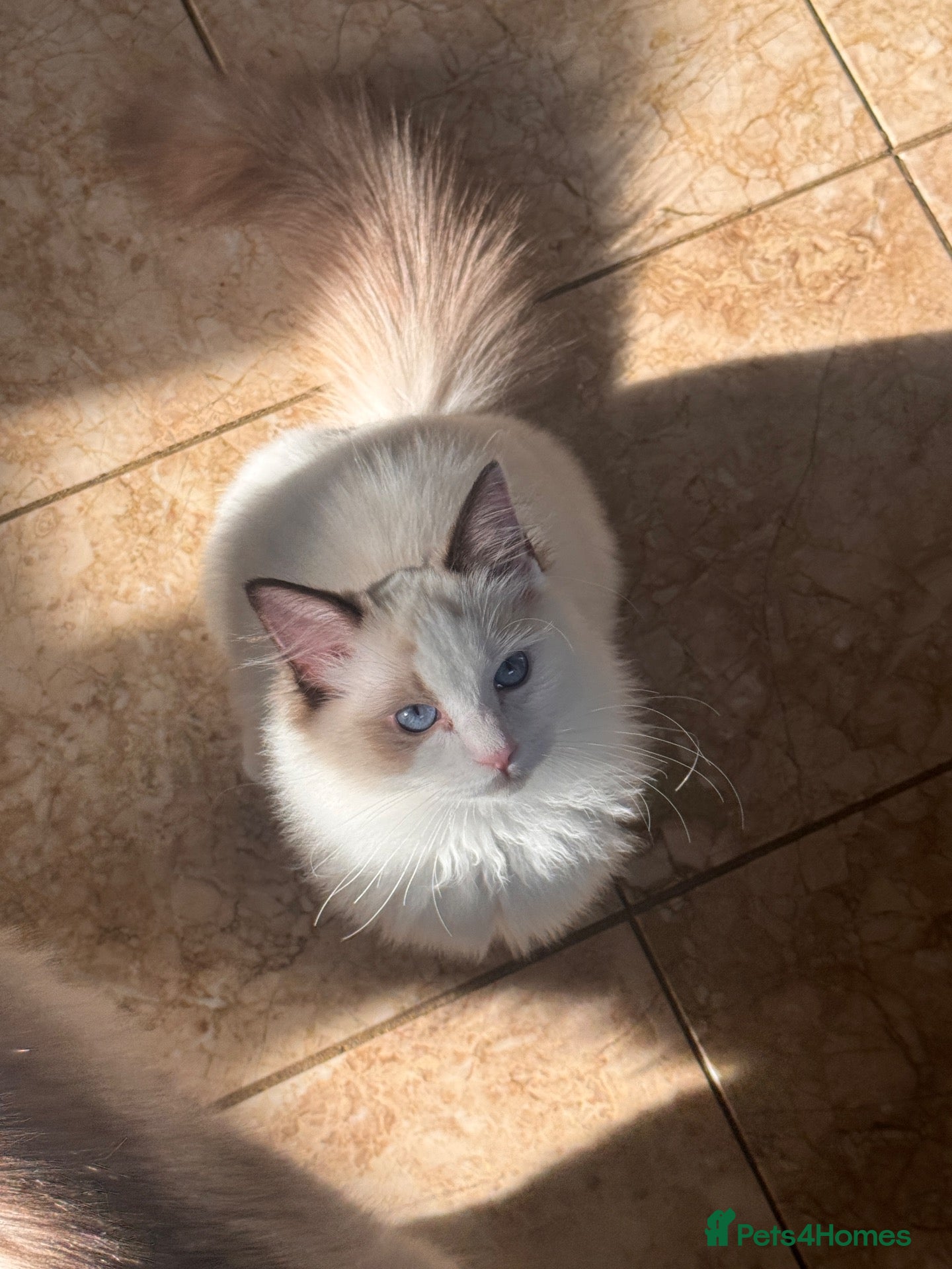 Ragdoll cats Bicolour ragdoll kittens and mum for sale - Advert 3