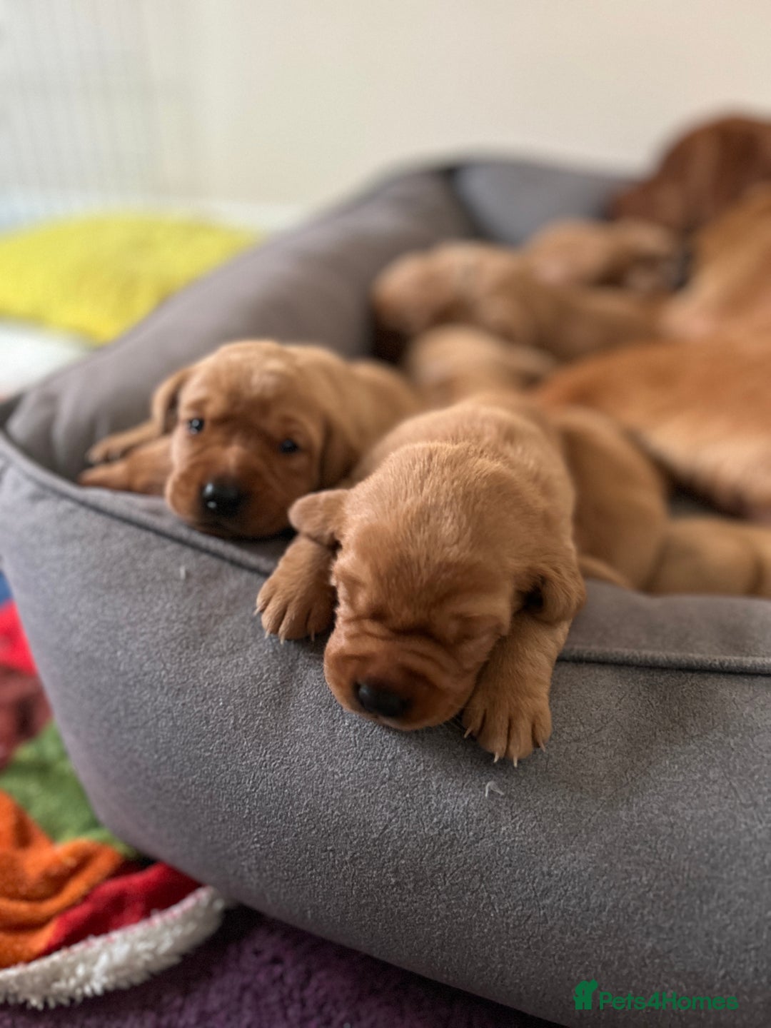 Labrador Retriever dogs for sale: Kc Labrador Retriever Red fox 8 puppies for sale  - Advert 4