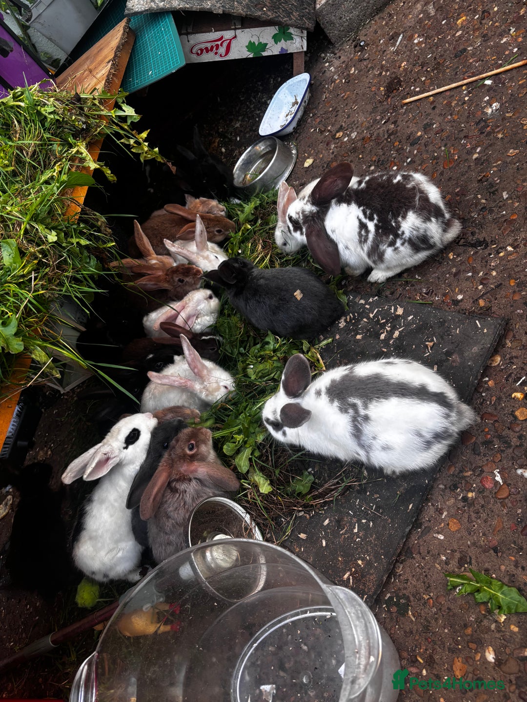 Mixed Breed rabbits for sale: Rabbits 🐇  - Advert 2