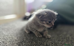 British Longhair cats for sale: 5 beautiful fluffy kittens – 4 girls, 1 boy - Image 2