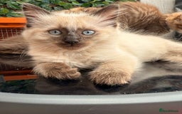 Ragdoll cats for sale: RARE RAGDOLL BABYS  - Image 1