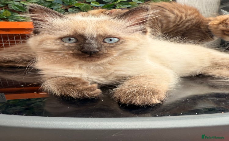 Ragdoll cats - Advert 10