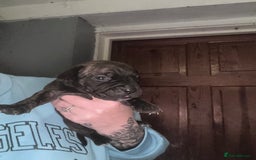 Mixed Breed dogs for sale: Cane Corso and Dogue de Bordeaux - Image 17