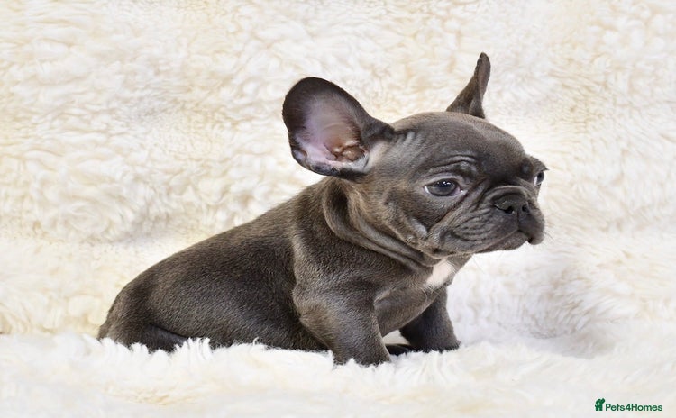 French Bulldog dogs - Advert 1