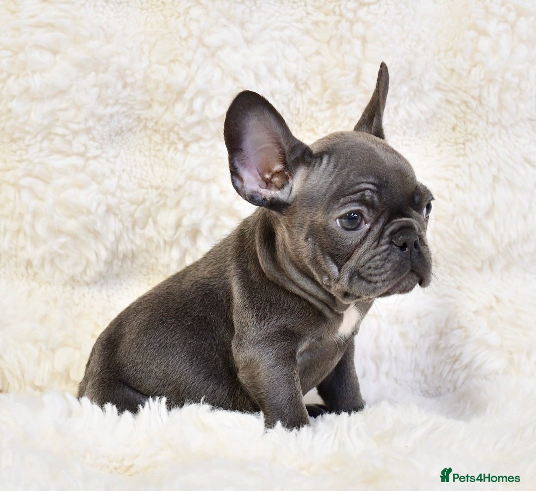 French Bulldog dogs for sale: French bulldogs Puppies - Image 1