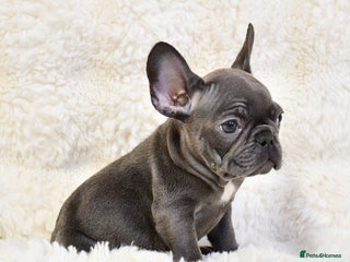 French Bulldog dogs - Advert 31