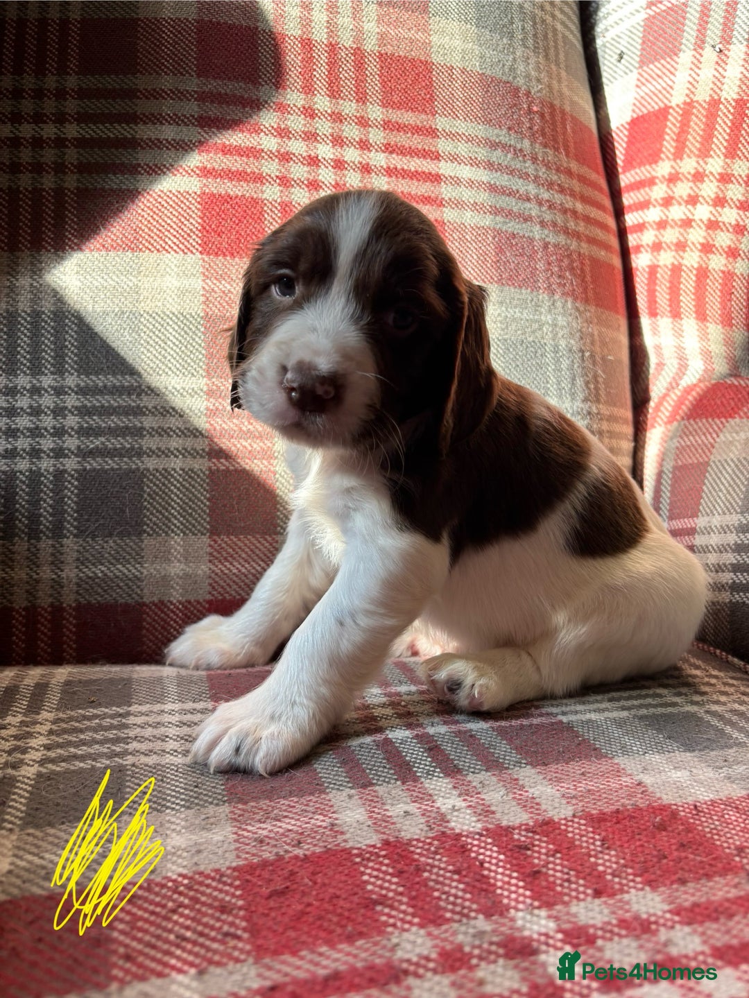 English Springer Spaniel dogs for sale: Springer Spaniel Puppy’s  - Image 6