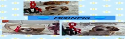 Cockapoo dogs for sale: Health Tested  Cockapoo Puppies  - Advert 15