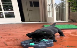 Labrador Retriever dogs for sale: !Family-Raised Black Labrador Puppies! - Image 1
