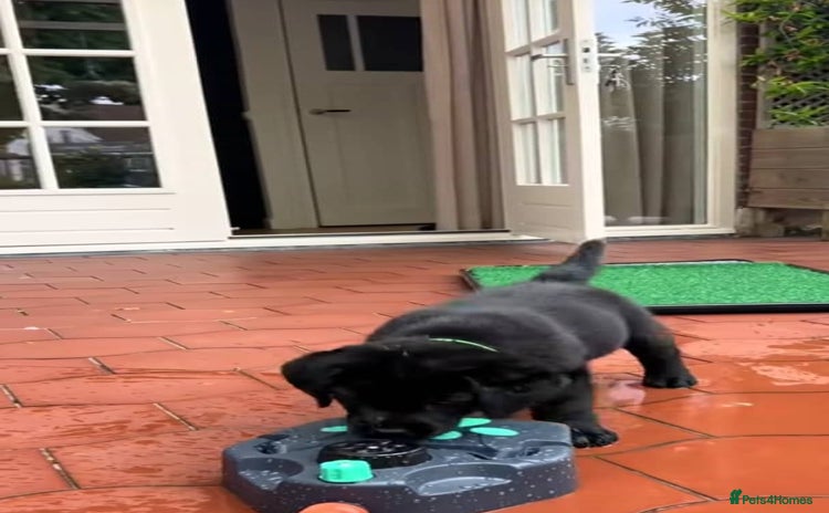 Labrador Retriever dogs - Advert 11