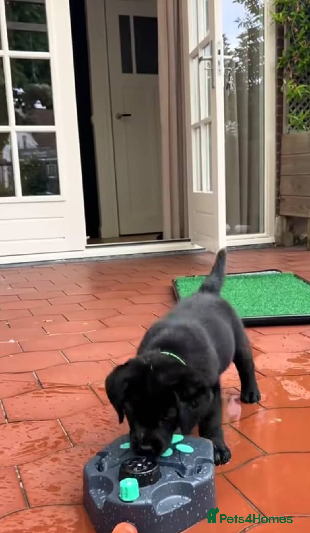 Labrador Retriever dogs for sale: !Family-Raised Black Labrador Puppies! - Image 1