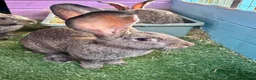 Continental Giant rabbits for sale: 5 giant continental bucks  - Advert 8