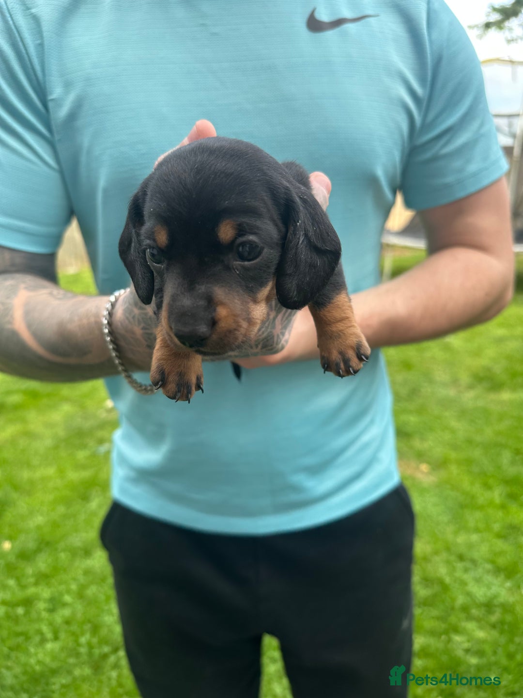 Miniature Dachshund dogs for sale: Miniature daschound - Image 3