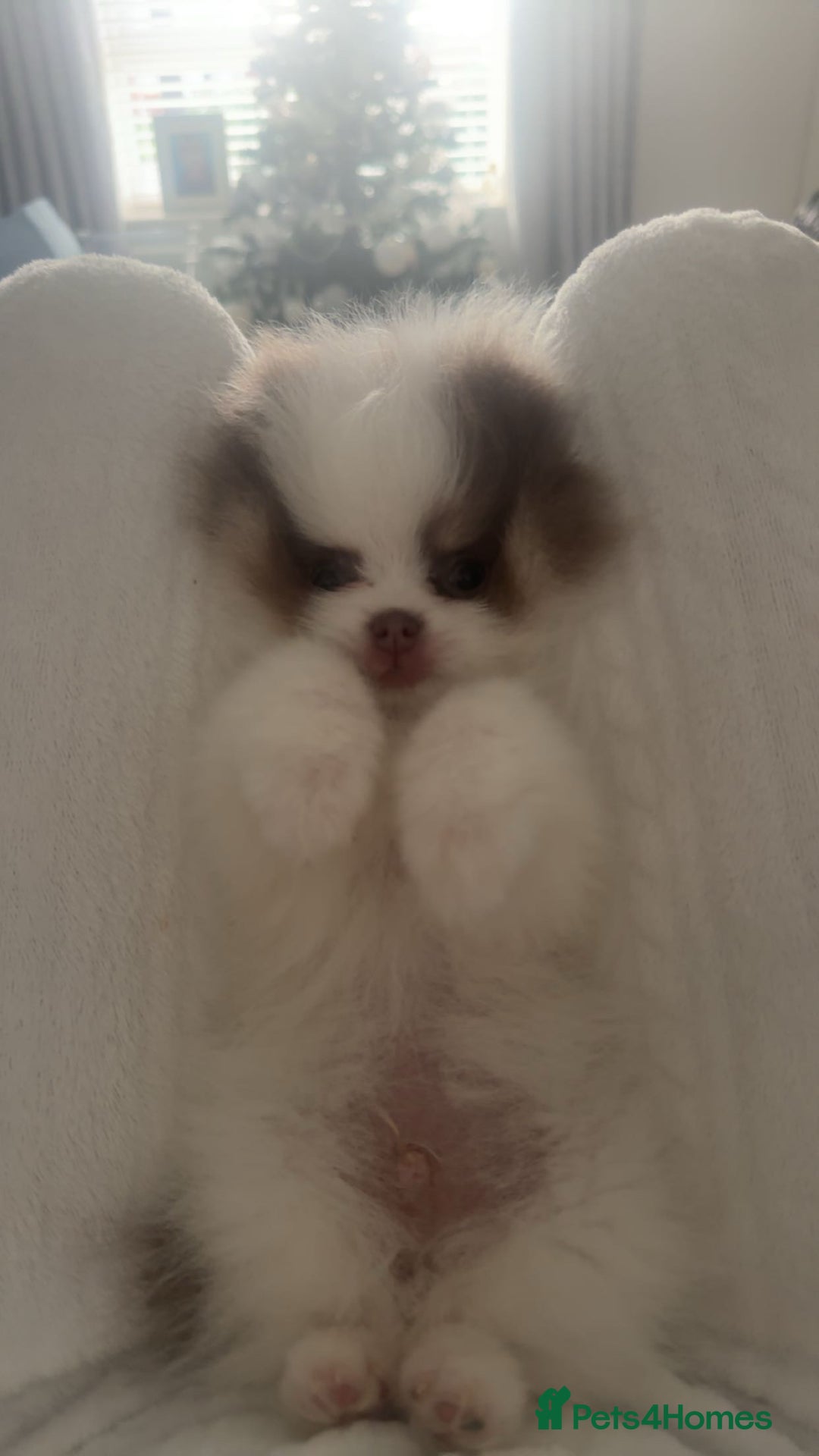 Pomeranian dogs for sale: Everest - Advert 4