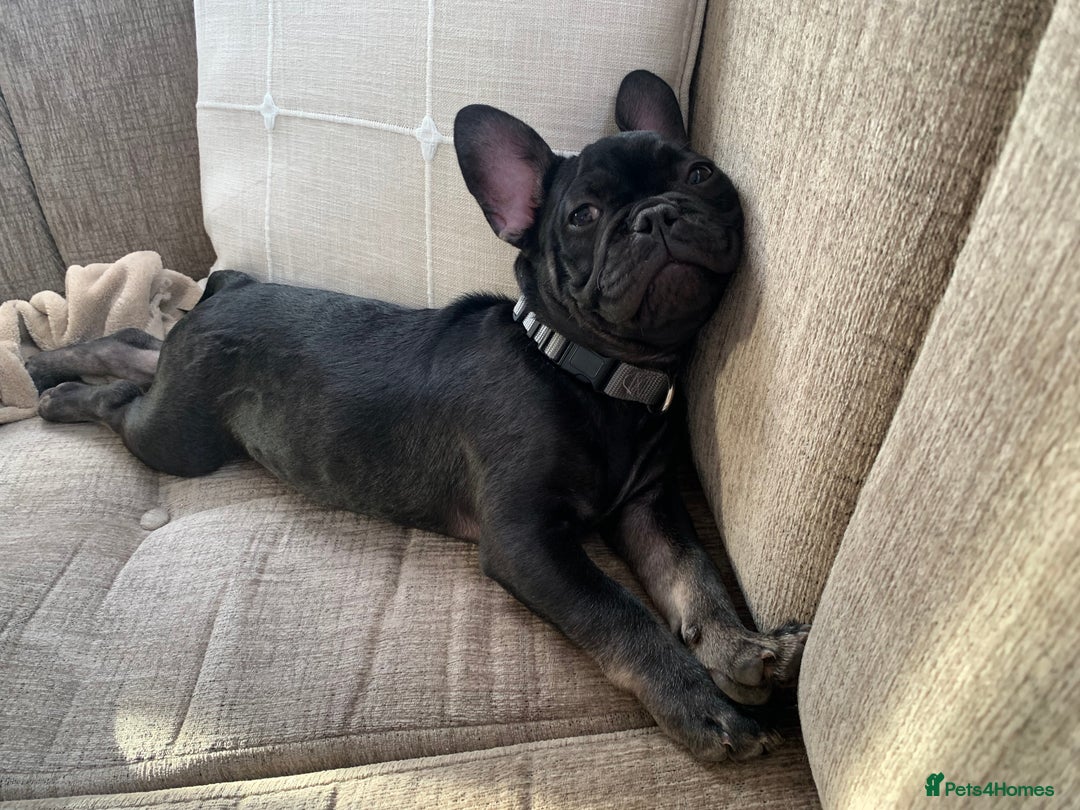 French Bulldog dogs for sale: Frenchie - Image 6