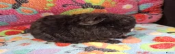 Guinea Pig rodents for sale: Baby Boars In Different Breeds  - Advert 3