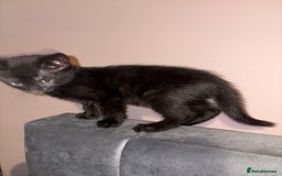 Bengal cats for sale: 3 female Bengal cross kittens  - Image 11
