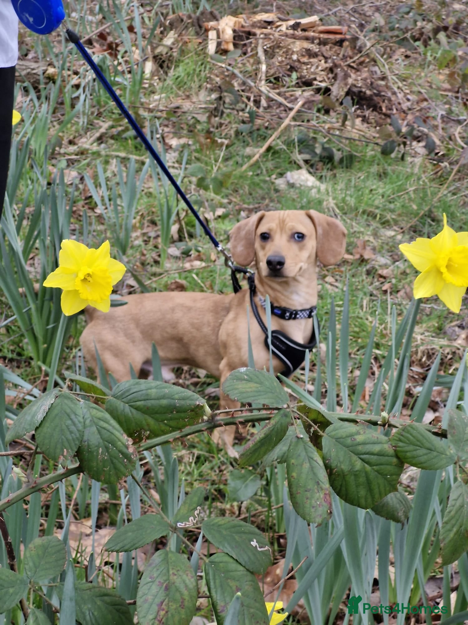 Dachshund dogs Rolo - Dachshund - Advert 1
