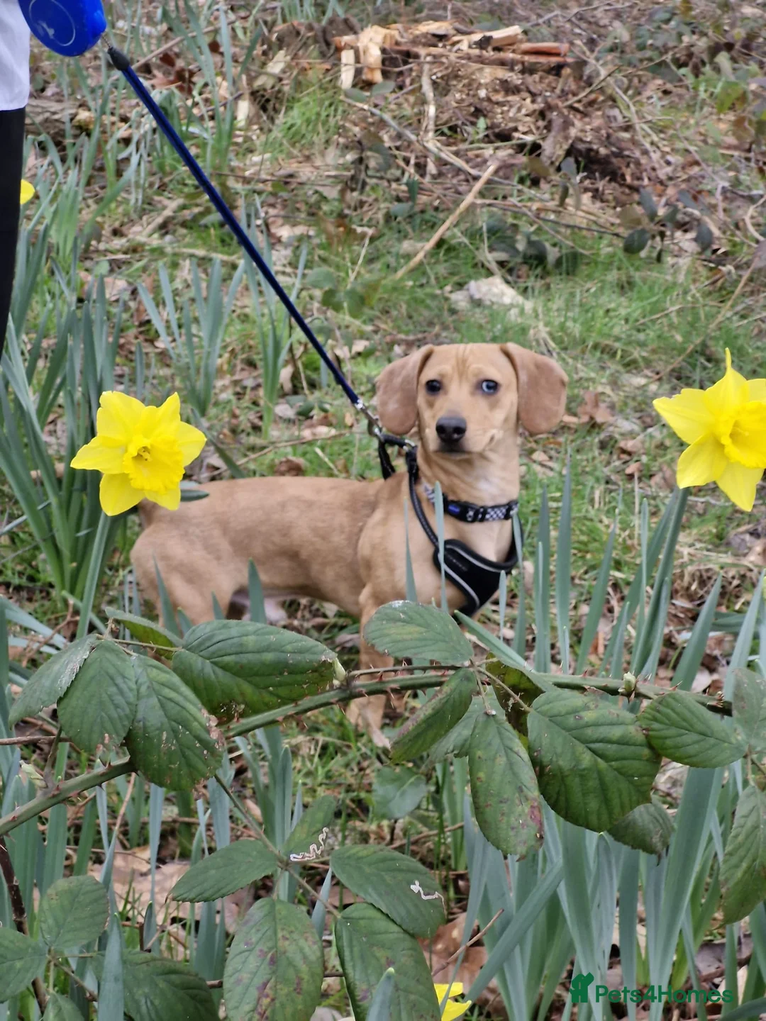 Dachshund dogs for sale: Rolo - Dachshund in Kidderminster - Advert 1