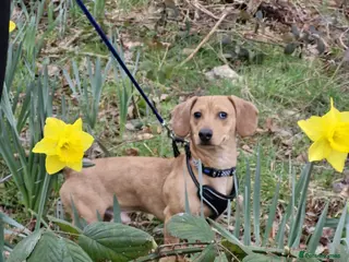 Dachshund dogs Rolo - Dachshund - Advert 3