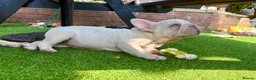 French Bulldog dogs for sale: STUNNING FRENCH BULLDOG GIRL - Advert 9