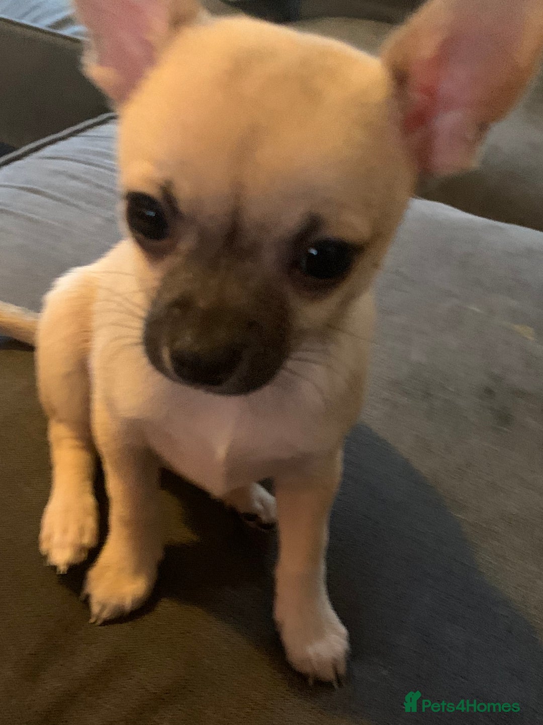 Chihuahua dogs for sale: ❤️ Last little boy ready for his forever home ❤️ - Advert 10