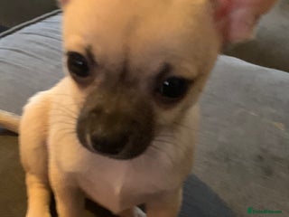 Chihuahua dogs 💛 1 boy and 1 girl – Ready NOW 💛 - Advert 12