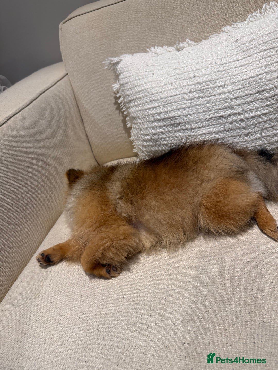 Pomeranian dogs for sale: Pomeranian girl 🤎 - Advert 3