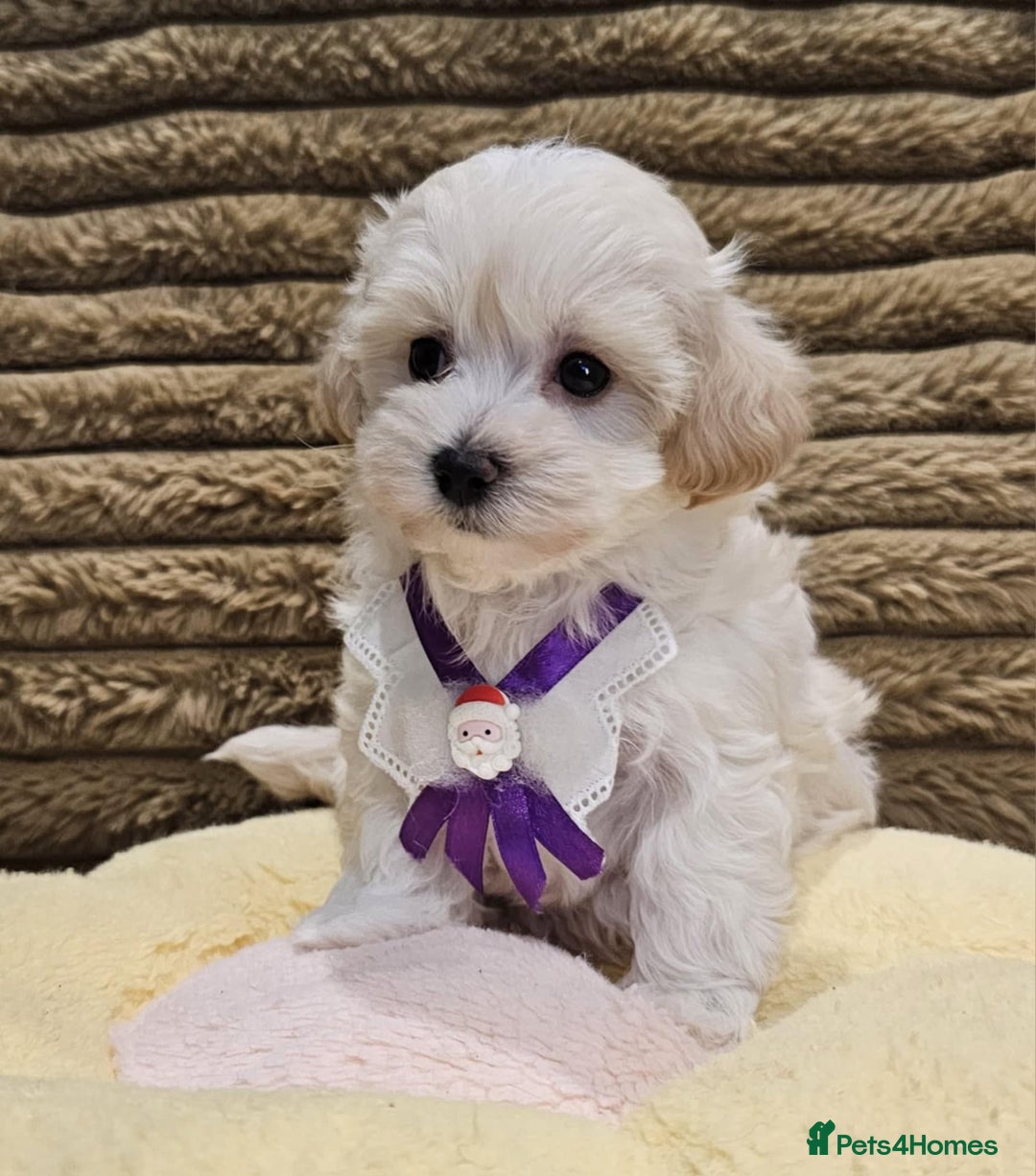 Maltipoo dogs for sale: F1 Beautiful Maltipoo Girls - Advert 6