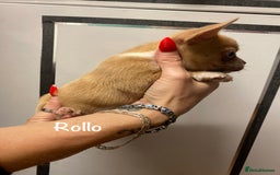Mixed Breed dogs for sale: Adorable French Bulldog x Chihuahua Male Puppies - Image 14
