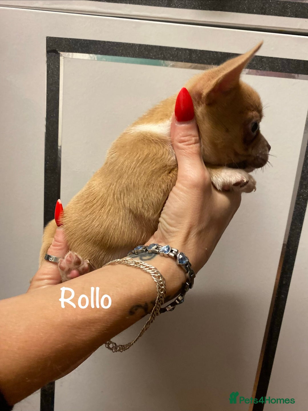 Mixed Breed dogs for sale: Adorable French Bulldog x Chihuahua Male Puppies - Image 14