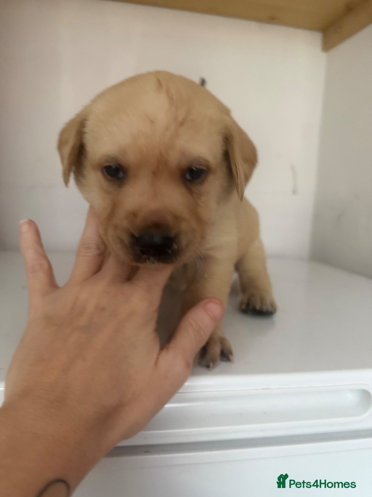 Labrador Retriever dogs for sale: Labrador puppies  - Advert 1