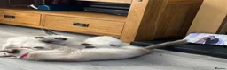 Ragdoll cats for sale: Stunning pure ragdoll kittens 10 weeks old - Advert 20