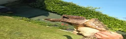 Turtle reptiles for sale: Alligator snapping turtle for sale in Romford - Advert 5