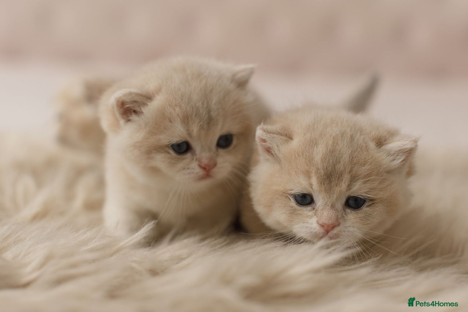 British Shorthair cats Champions lines Golden blue Ay12 BSH kittens - Advert 15