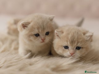 British Shorthair cats Champions lines Golden blue Ay12 BSH kittens - Advert 5