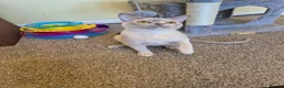 Burmese cats for sale: Beautiful Pedigree Lilac Tortie Burmese Kitten - Advert 11