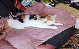 Mixed Breed cats for sale: Kitten - Image 15