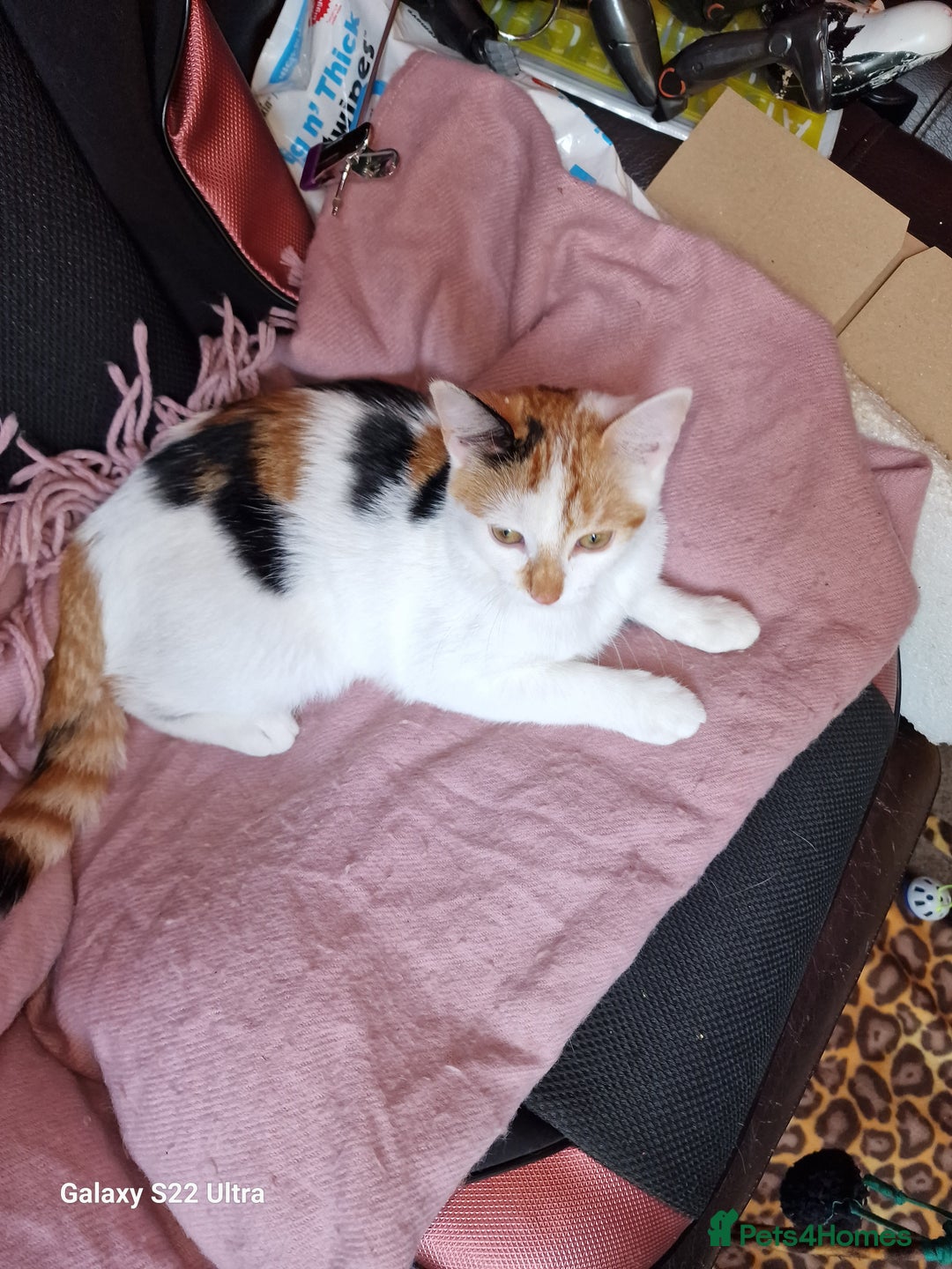 Mixed Breed cats for sale: Kitten - Image 15