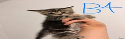 Mixed Breed cats for sale: ⭐ 5 Gorgeous Siberian x Bengal x BSH Kittens ⭐ in Coventry - Advert 16